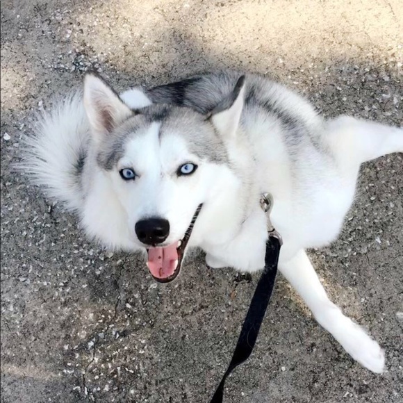 Meet your Posher, Mackenzie - Picture 1 of 1